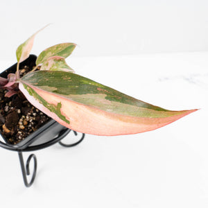 Philodendron 'Princess of Fire' (wk31-Q)