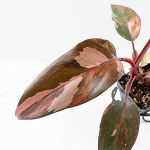 Philodendron 'Princess of Fire' (wk31-Q)