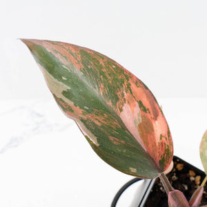 Philodendron 'Princess of Fire' (wk31-Q)