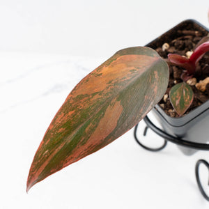 Philodendron 'Princess of Fire' (wk33-L19)