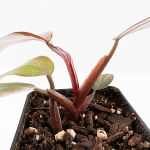 Philodendron 'Princess of Fire' (wk33-L19)
