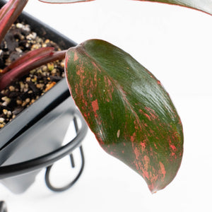 Philodendron 'Princess of Fire' (wk34-L55)