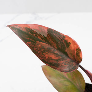 Philodendron 'Princess of Fire' (wk40-L19)