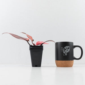 Philodendron 'Princess of Fire' (wk35-L210)