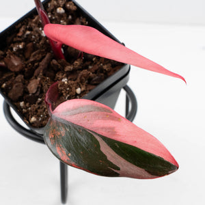 Philodendron 'Princess of Fire' (wk35-L210)