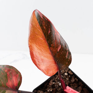 Philodendron 'Princess of Fire' (wk35-L210)