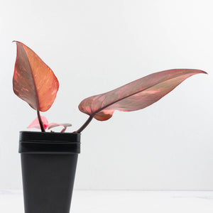 Philodendron 'Princess of Fire' (wk35-L210)
