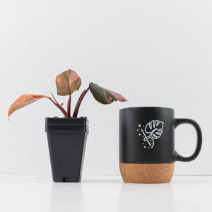 Philodendron 'Princess of Fire' (wk35-L211)