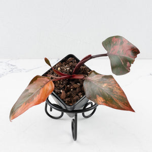Philodendron 'Princess of Fire' (wk35-L211)