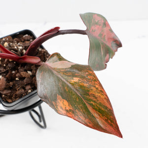 Philodendron 'Princess of Fire' (wk35-L211)