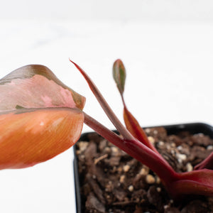 Philodendron 'Princess of Fire' (wk35-L211)