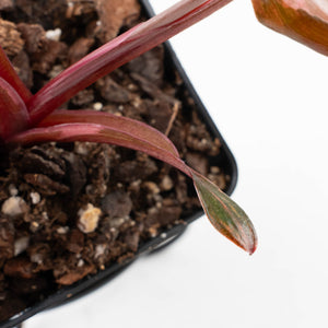 Philodendron 'Princess of Fire' (wk35-L211)