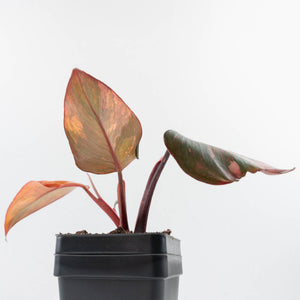 Philodendron 'Princess of Fire' (wk35-L211)