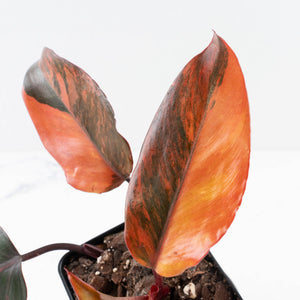Philodendron 'Princess of Fire' (wk35-L212)