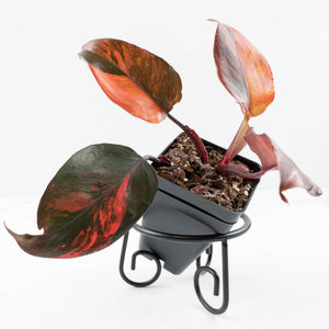 Philodendron 'Princess of Fire' (wk35-L212)