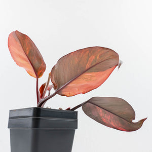 Philodendron 'Princess of Fire' (wk35-L212)