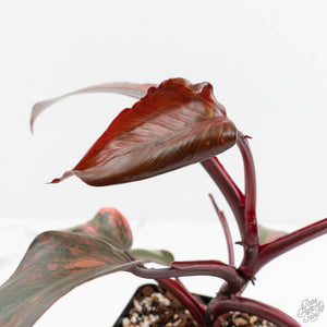Philodendron 'Princess of Fire' (wk17-E)