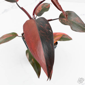Philodendron 'Princess of Fire' (wk17-E)