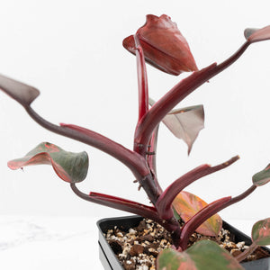 Philodendron 'Princess of Fire' (wk17-E)