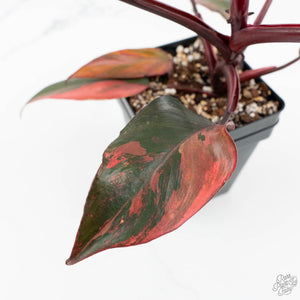 Philodendron 'Princess of Fire' (wk17-E)
