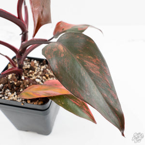 Philodendron 'Princess of Fire' (wk17-E)
