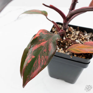 Philodendron 'Princess of Fire' (wk17-E)