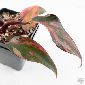 Philodendron 'Princess of Fire' (wk17-E)