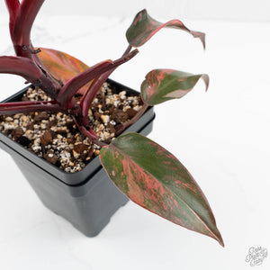 Philodendron 'Princess of Fire' (wk17-E)
