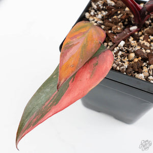 Philodendron 'Princess of Fire' (wk17-E)