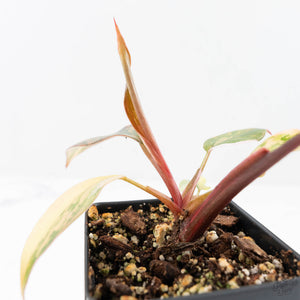 Philodendron 'Princess of Fire' (wk20-F)