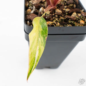 Philodendron 'Princess of Fire' (wk20-F)