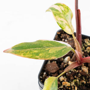 Philodendron 'Princess of Fire' (wk20-F)