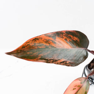 Philodendron 'Princess of Fire' (wk34-L43)