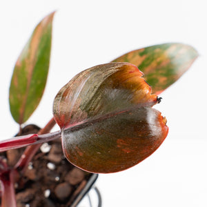 Philodendron 'Princess of Fire' (wk34-L43)