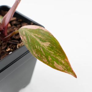 Philodendron 'Princess of Fire' (wk37-L130)