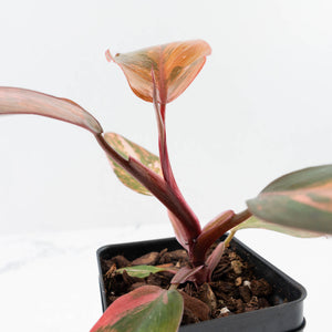 Philodendron 'Princess of Fire' (wk37-L130)