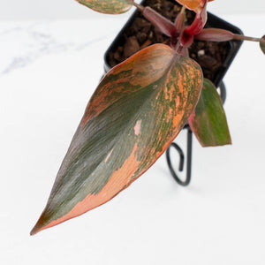 Philodendron 'Princess of Fire' (wk37-L130)
