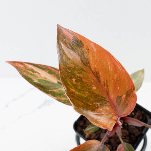 Philodendron 'Princess of Fire' (wk37-L130)