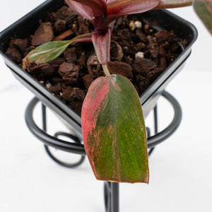 Philodendron 'Princess of Fire' (wk37-L130)