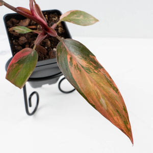 Philodendron 'Princess of Fire' (wk37-L130)