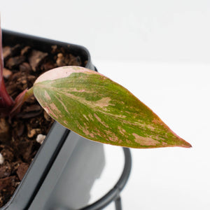 Philodendron 'Princess of Fire' (wk37-L130)