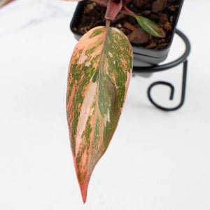 Philodendron 'Princess of Fire' (wk37-L130)