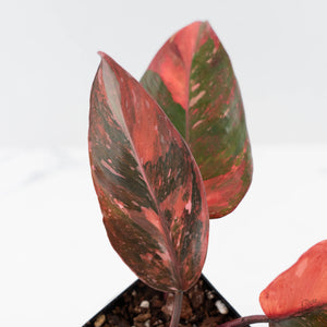 Philodendron 'Princess of Fire' (wk42-L210)