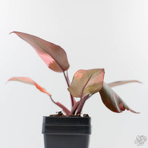 Philodendron 'Princess of Fire' (wk42-L211)