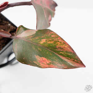Philodendron 'Princess of Fire' (wk42-L211)