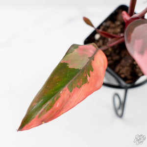Philodendron 'Princess of Fire' (wk42-L211)