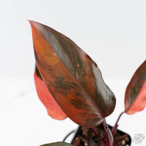 Philodendron 'Princess of Fire' (wk42-L212)
