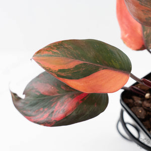 Philodendron 'Princess of Fire' (wk42-L212)