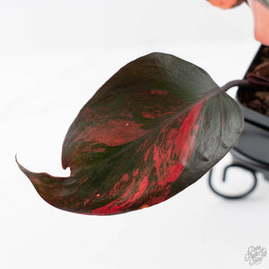 Philodendron 'Princess of Fire' (wk42-L212)