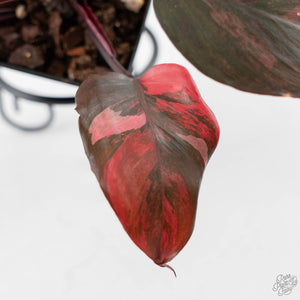 Philodendron 'Princess of Fire' (wk42-L212)
